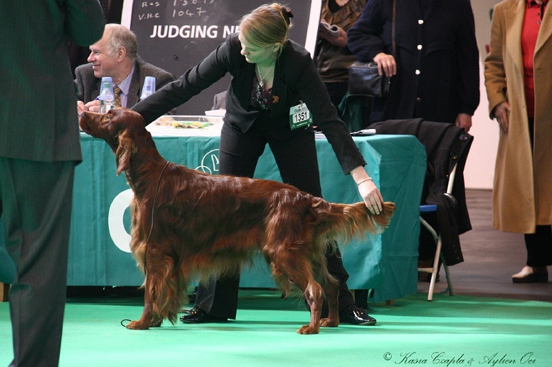 Crufts2011 524.jpg